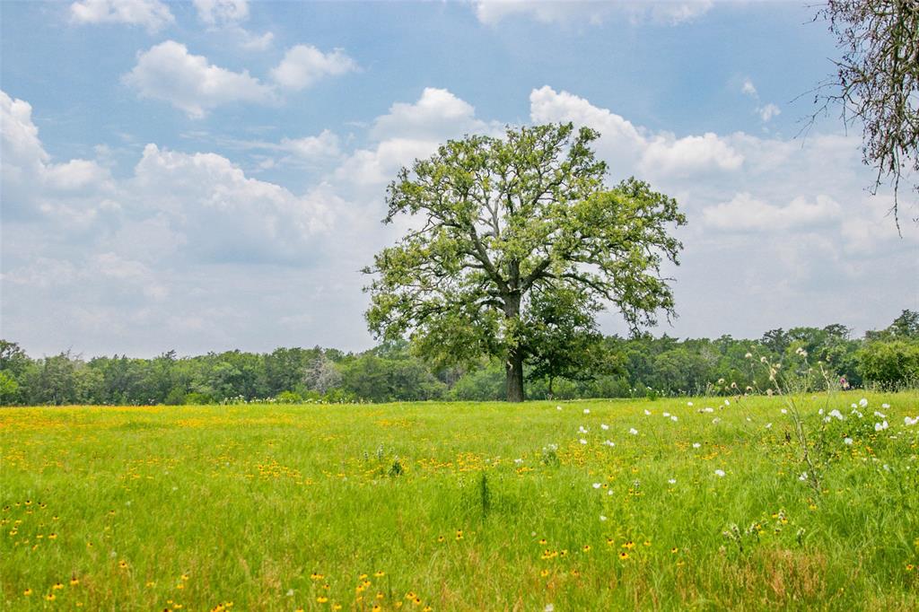 Lot 31 (5.42 Acres) Legacy Road, Somerville, Texas image 2