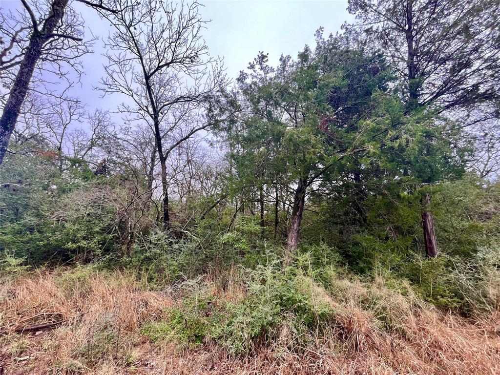 60Acres TBD Cr 417 Road, Normangee, Texas image 4