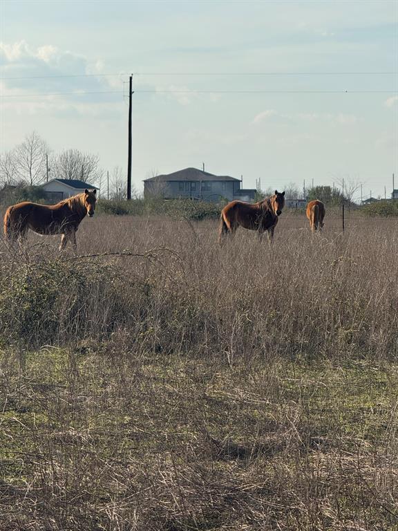 7010 Beckendorff Road, Sealy, Texas image 2