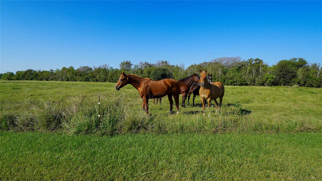 27717 Hwy 124, Winnie, Texas image 32