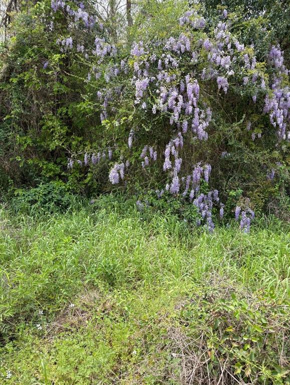 1162 The Ole Don Road, Livingston, Texas image 3