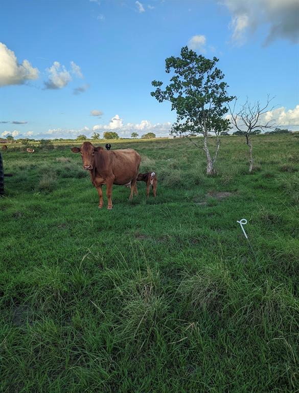 1818 Cr-18, Damon, Texas image 50