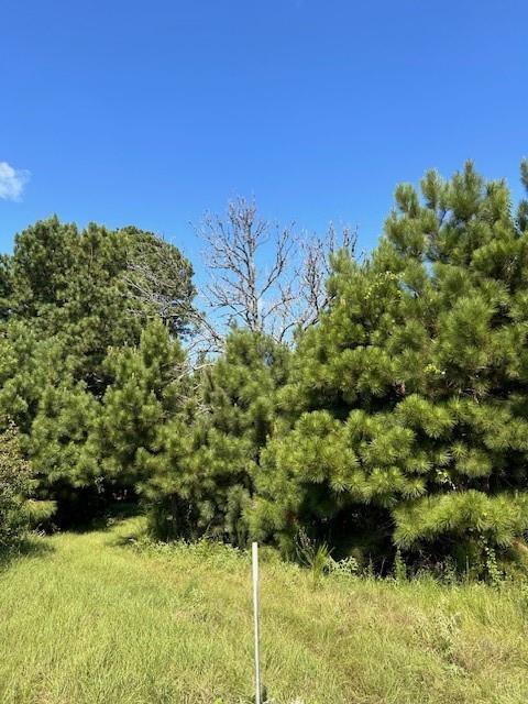 TBD County Road 1755 Houston Co, Grapeland, Texas image 8