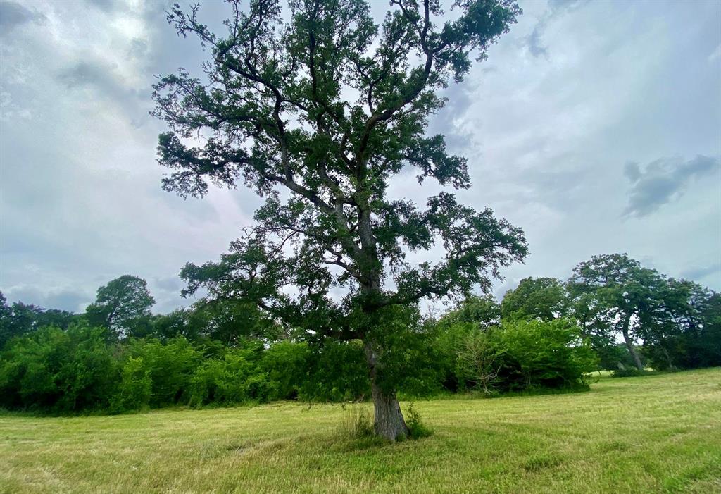 Lot 1 County Road 137, Caldwell, Texas image 6