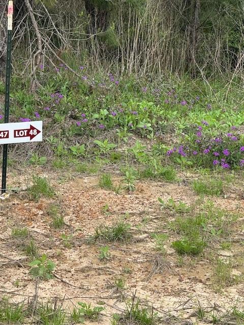 TBD Blackjack Rd, Tract 48, Livingston, Texas image 3