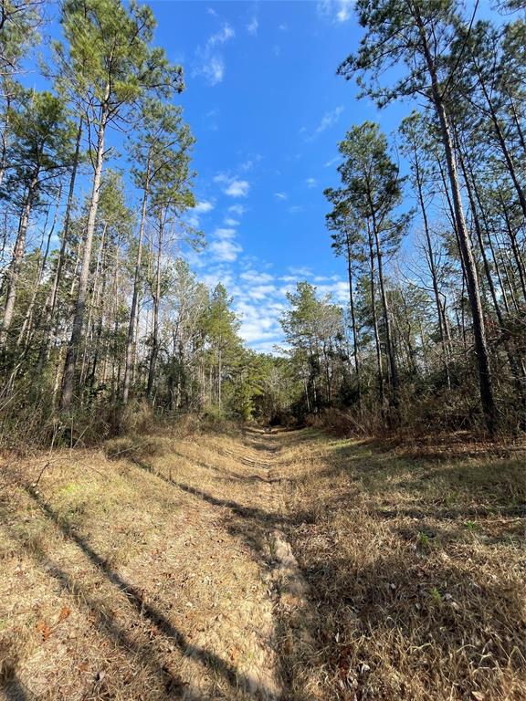 10733 Ruger Road, Willis, Texas image 9