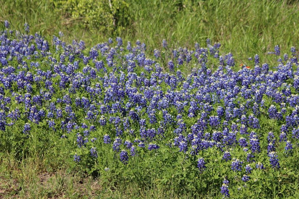 00 Creekside Reserve Court, Washington, Texas image 3