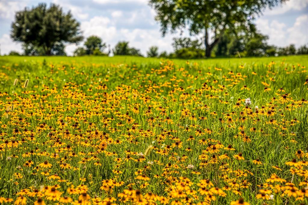 Flat Prairie Road, Washington, Texas image 11