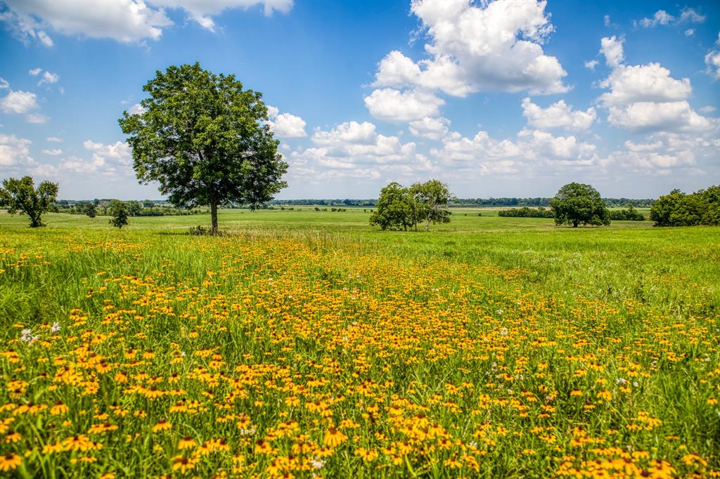 Flat Prairie Road, Washington, Texas image 12