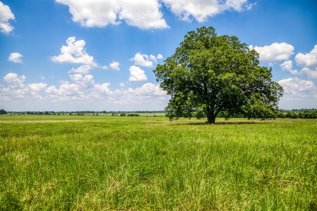 Flat Prairie Road, Washington, Texas image 6