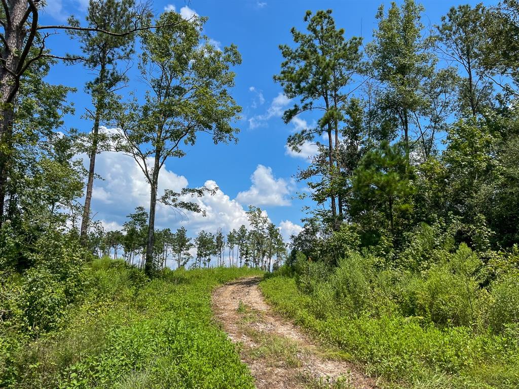 2 Highway 63, Burkeville, Texas image 6