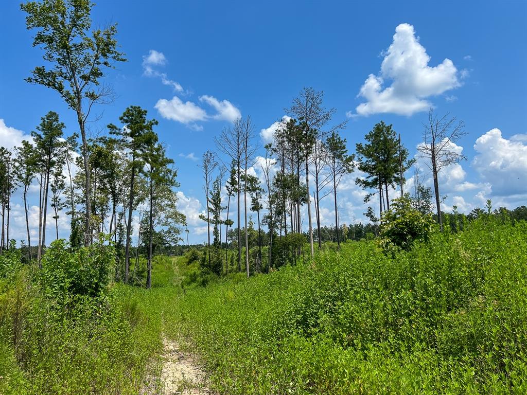 2 Highway 63, Burkeville, Texas image 2