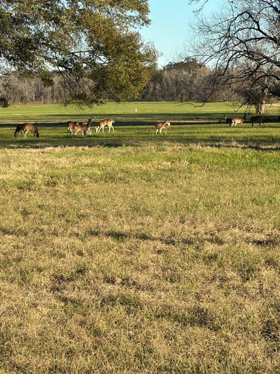 331 Green Pasture Court, Angleton, Texas image 6