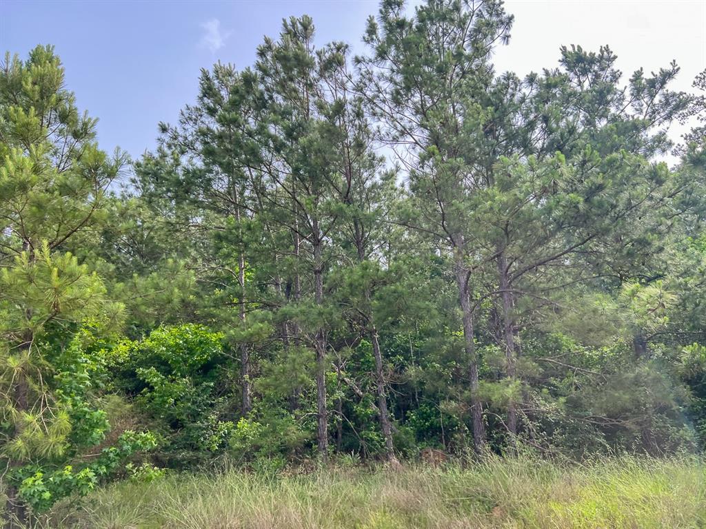 2 Salem Church Road, Willis, Texas image 6