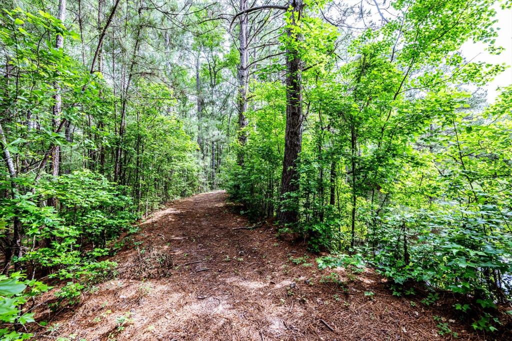 16 +/- Acres Parker Road, New Waverly, Texas image 4