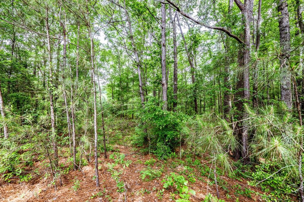 16 +/- Acres Parker Road, New Waverly, Texas image 13
