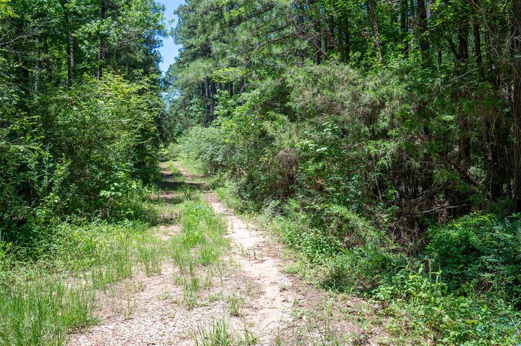 Tbd County Rd 3000, Woodville, Texas image 4