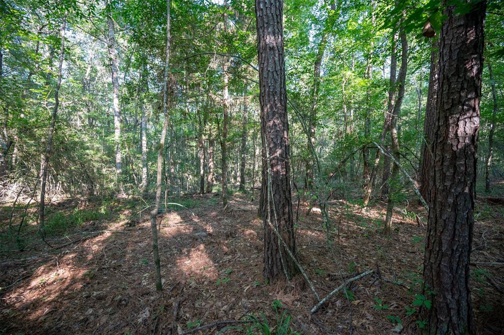Tbd County Rd 3000, Woodville, Texas image 6