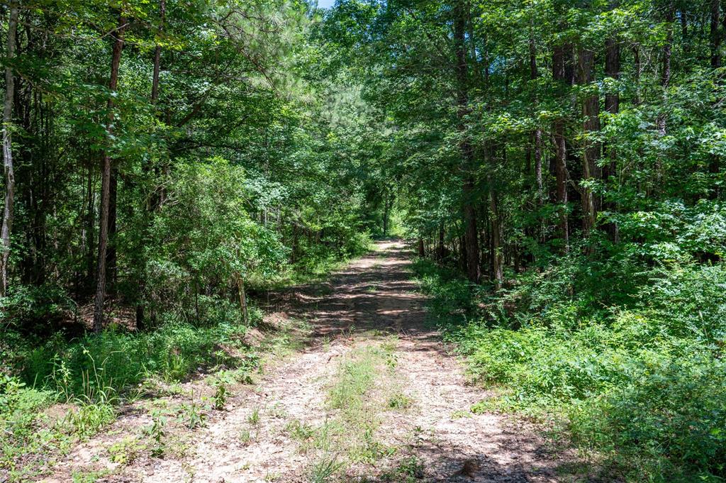 Tbd County Rd 3000, Woodville, Texas image 3