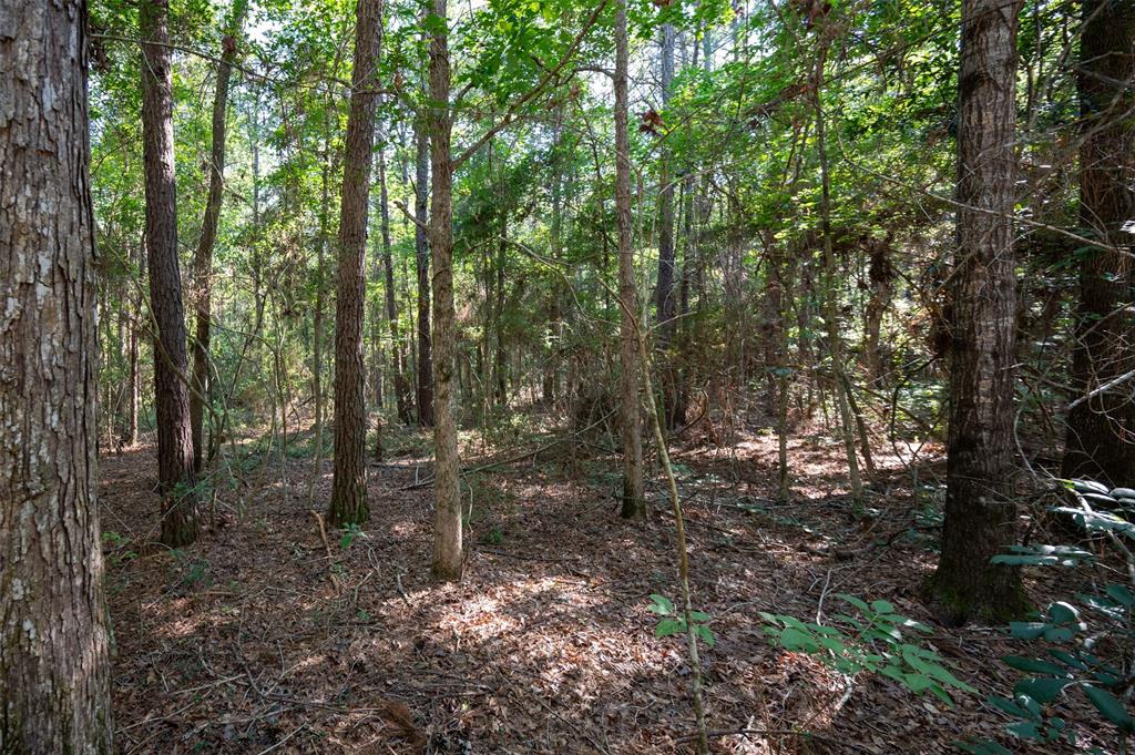 Tbd County Rd 3000, Woodville, Texas image 5