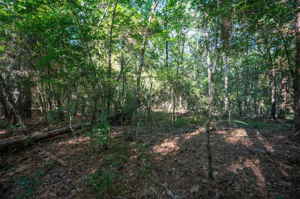 Tbd County Rd 3000, Woodville, Texas image 2