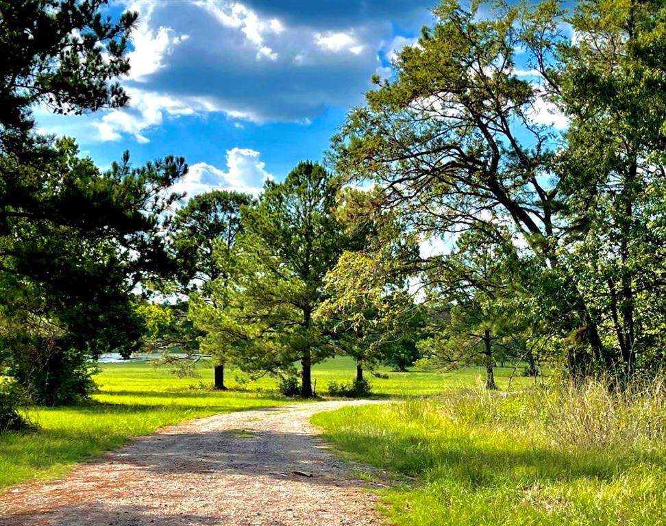 12050 High Branch Way Way, Willis, Texas image 4