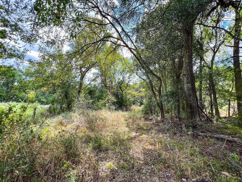 40 Acres Fm 2745, Kosse, Texas image 11
