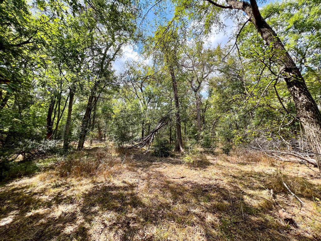 40 Acres Fm 2745, Kosse, Texas image 17