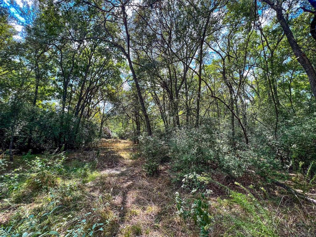 40 Acres Fm 2745, Kosse, Texas image 13