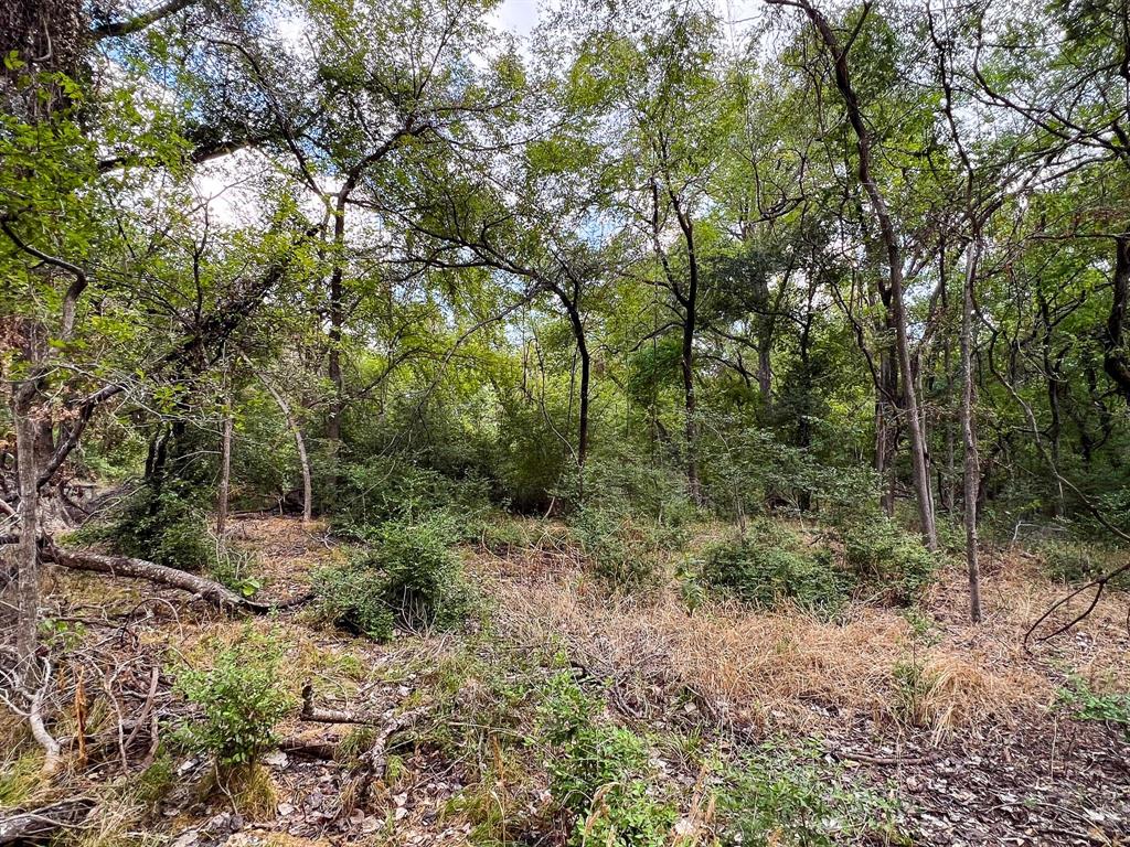 40 Acres Fm 2745, Kosse, Texas image 23