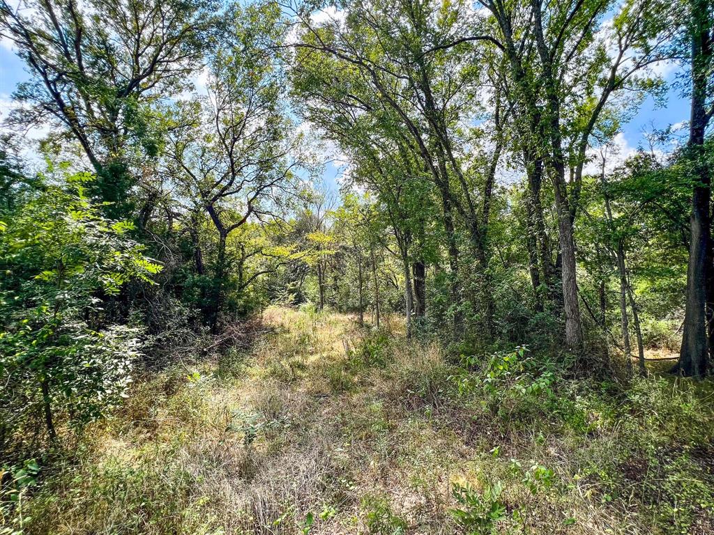40 Acres Fm 2745, Kosse, Texas image 12