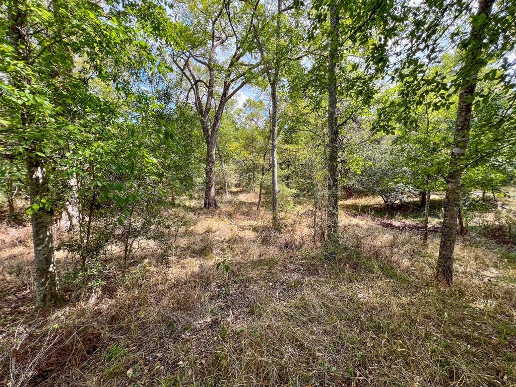 40 Acres Fm 2745, Kosse, Texas image 18