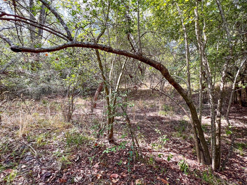 40 Acres Fm 2745, Kosse, Texas image 14