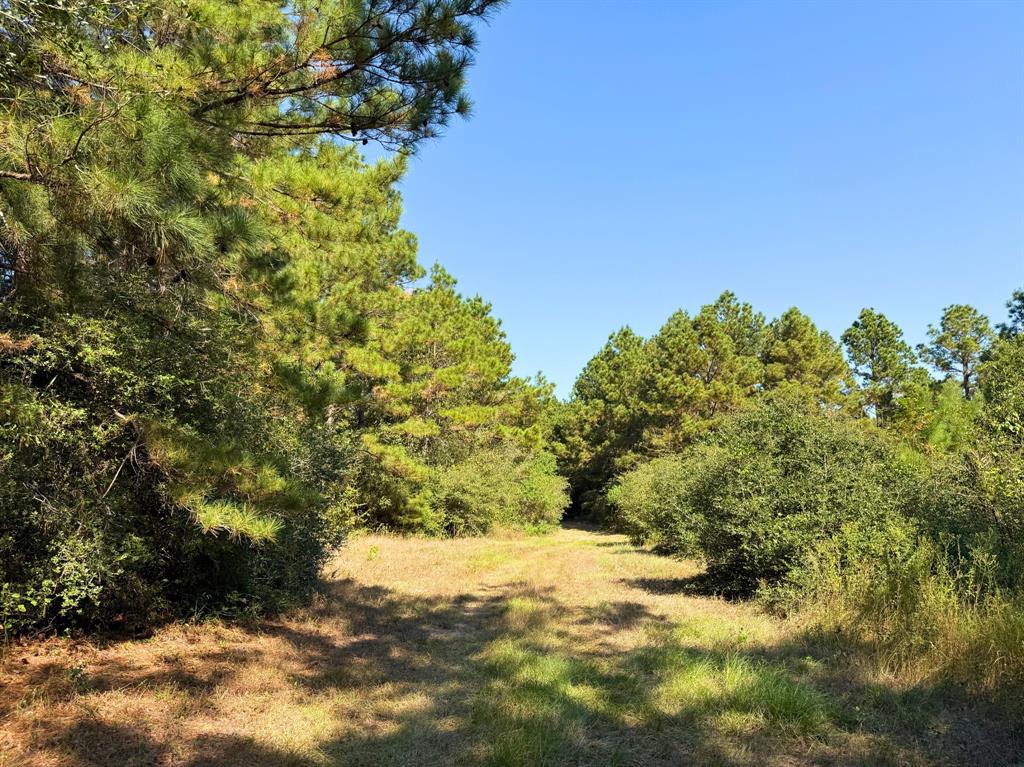 County Road 3575, Lovelady, Texas image 10