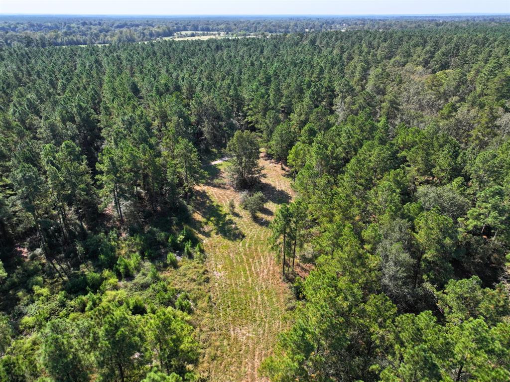 County Road 3575, Lovelady, Texas image 2