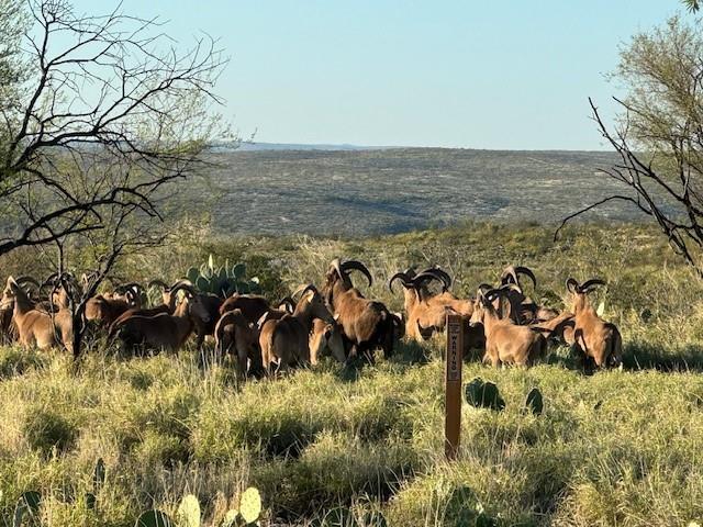 S Comanche Trail, Del Rio, Texas image 5