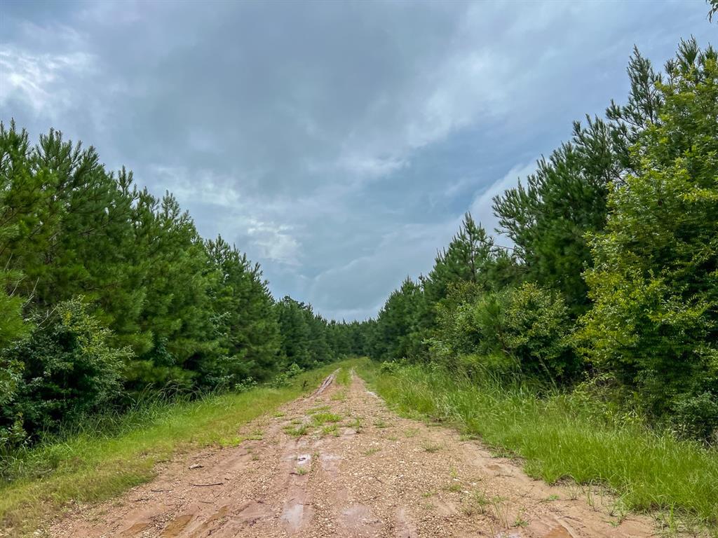 T48 Easement Road Off Fm 355, Groveton, Texas image 7