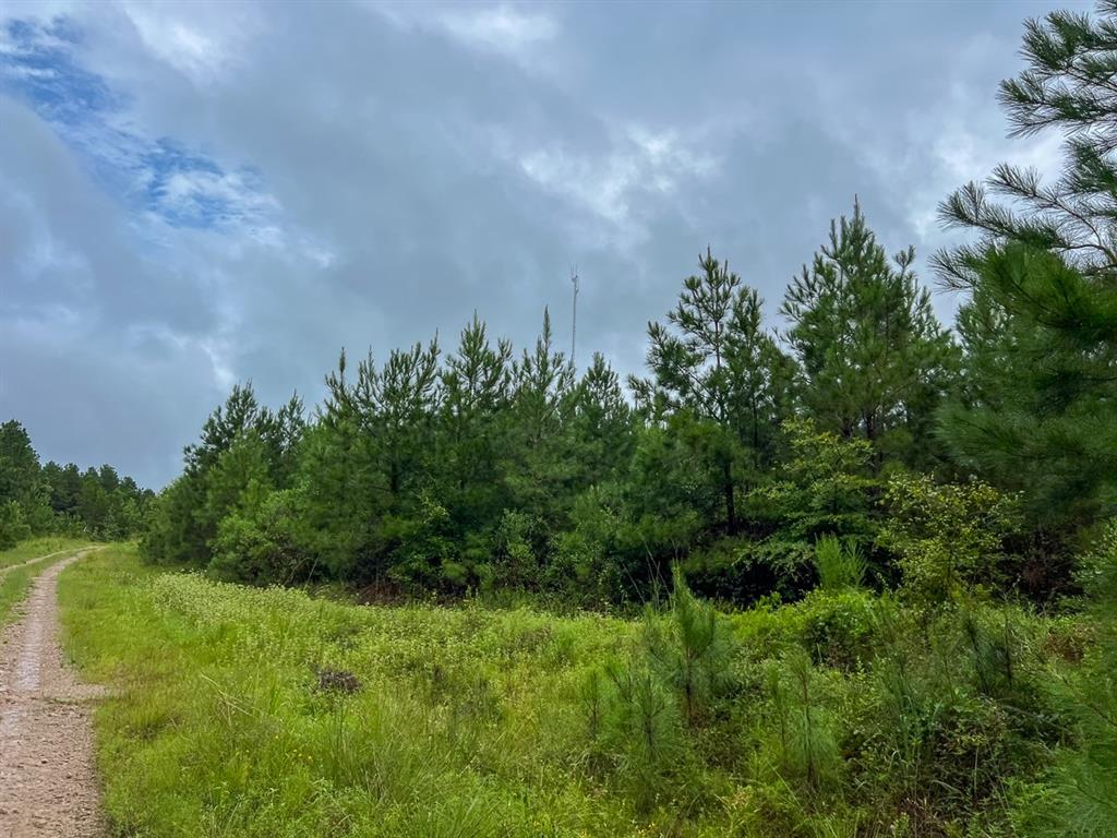 T48 Easement Road Off Fm 355, Groveton, Texas image 6