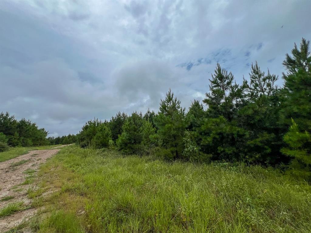 T48 Easement Road Off Fm 355, Groveton, Texas image 9