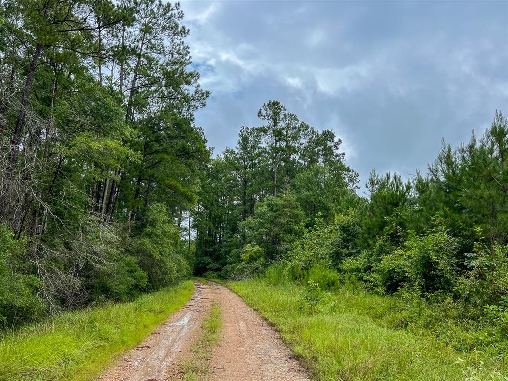 T48 Easement Road Off Fm 355, Groveton, Texas image 5