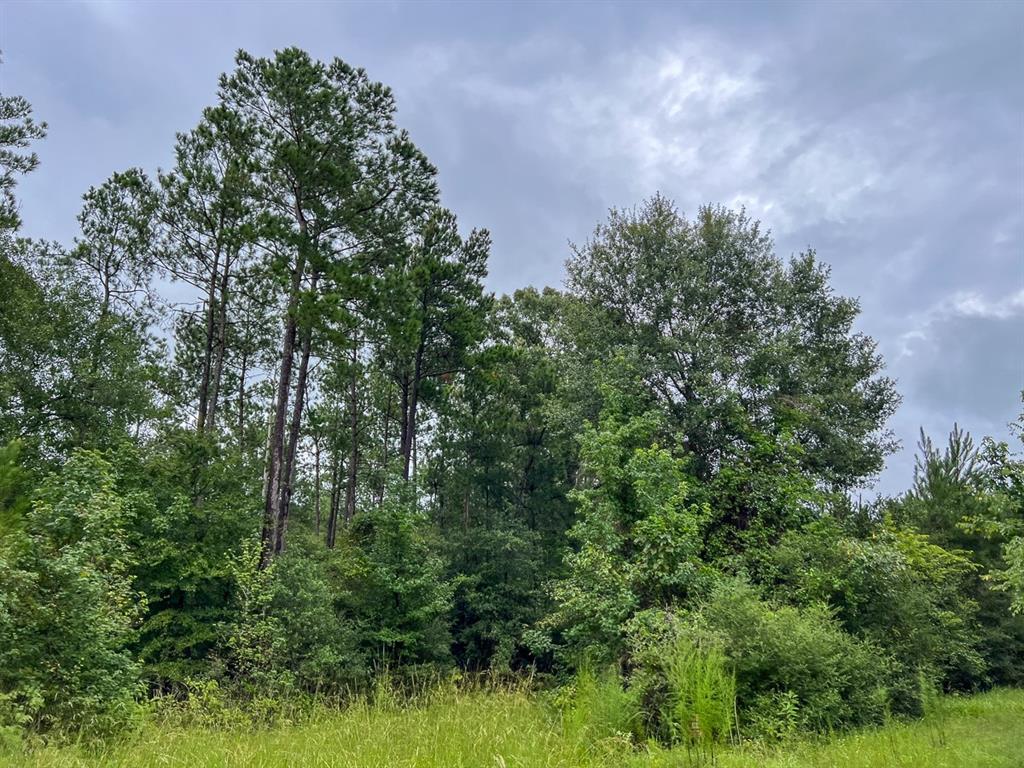 T48 Easement Road Off Fm 355, Groveton, Texas image 12