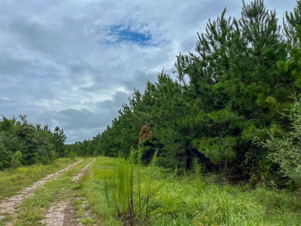 T48 Easement Road Off Fm 355, Groveton, Texas image 11