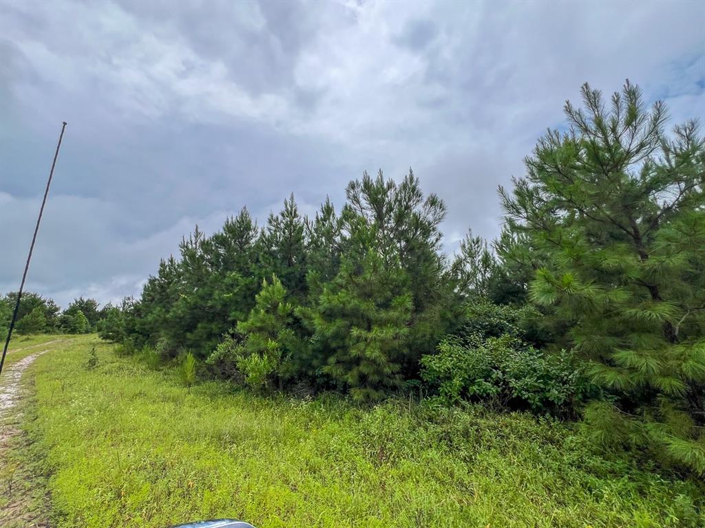 T48 Easement Road Off Fm 355, Groveton, Texas image 8