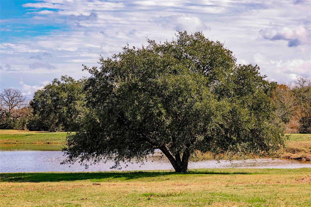 Tract 2 Nassau, Round Top, Texas image 8