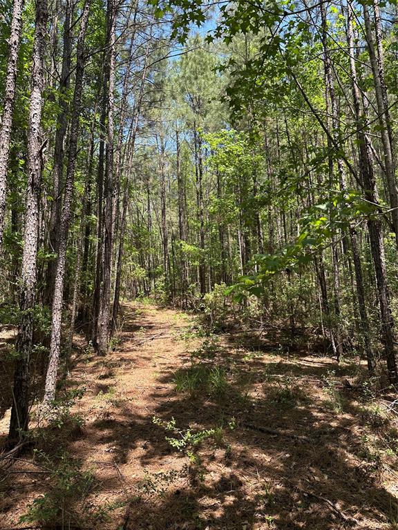 TBD Pr 7261, Colmesneil, Texas image 16