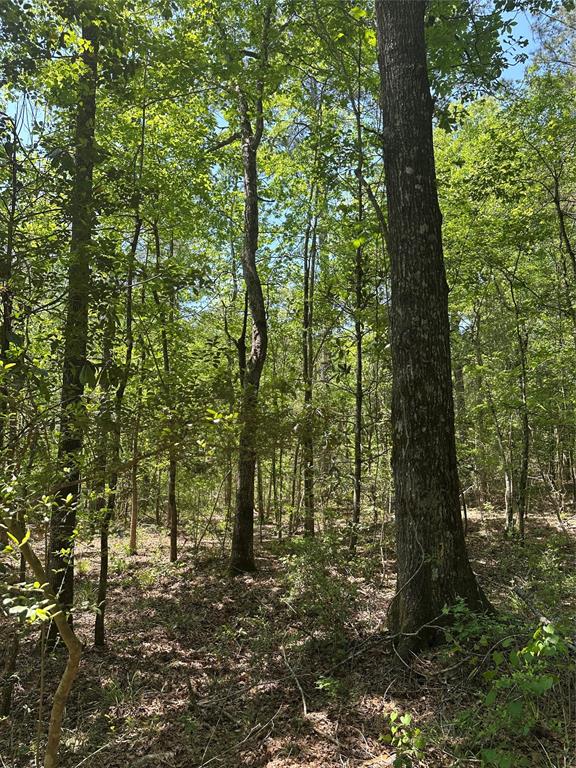 TBD Pr 7261, Colmesneil, Texas image 31