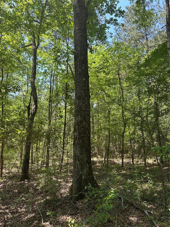 TBD Pr 7261, Colmesneil, Texas image 30
