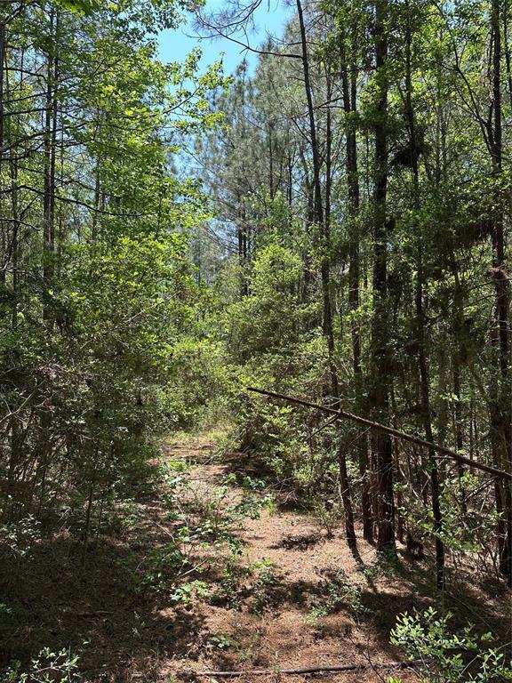 TBD Pr 7261, Colmesneil, Texas image 18