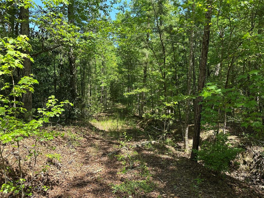 TBD Pr 7261, Colmesneil, Texas image 5
