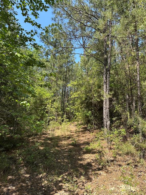 TBD Pr 7261, Colmesneil, Texas image 21